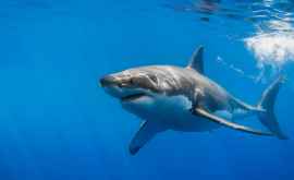Впервые за 30 лет заметили большую белую акулу ВИДЕО
