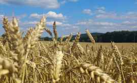 Мартовские снегопады и засуха повлияли на урожай озимой пшеницы