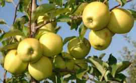 De ce merele verzi sînt mai folositoare decît cele roșii