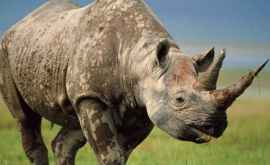 Вымершие виды носорога можно восстановить благодаря их эмбрионам