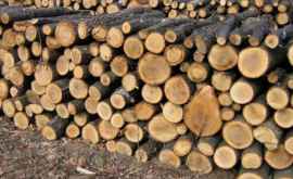 Жители молдавских сел закупают дрова на зиму