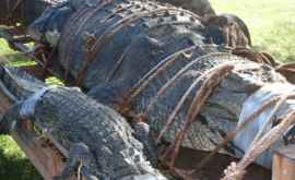 Un crocodil de 600 de kg a fost prins după 10 ani de căutări
