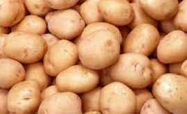 Moldova cel mai mare consumator de cartofi din Ucraina