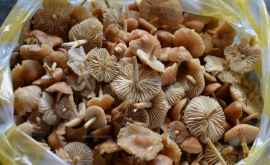 Растет число случаев отравления грибами