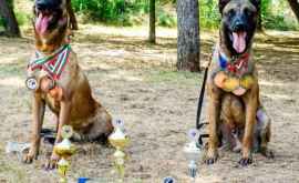 Служебные собаки пограничников проявили себя на конкурсе в Болгарии