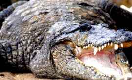 На пляжах Таиланда ищут двухметрового крокодила