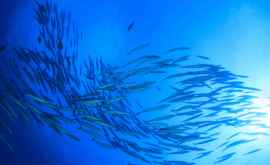 Peștii vor înceta să simtă mirosul din cauza emisiilor de dioxid de carbon