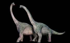 Палеонтологи описали самую большую ногу динозавра
