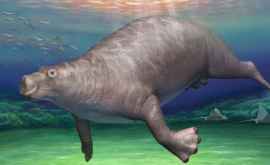 Oamenii de știință au descoperit un os al unui hipopotam preistoric