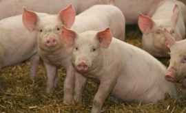 В стране зарегистрированы случаи бешенства и свиной чумы