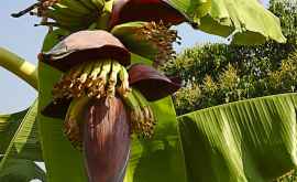 Boala tropicală care amenință cel mai comun soi de banane