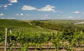 Молдавские виноградники были поражены плесенью