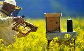 Пчеловод из Сорок расширил бизнес при помощи государства