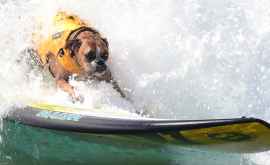 В Тихом океане состоялся чемпионат по собачьему серфингу ВИДЕО