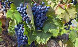 Как повлияли прошедшие в Молдове ливни на качество винограда
