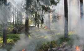 Новый лесной пожар в Греции эвакуированы два поселения
