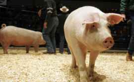 В Вулканештах выявлен третий очаг африканской чумы свиней