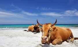Ţara în care pe timp de caniculă vacile merg la plajă