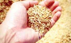 Producătorii de cereale și semințe oleaginoase scutiţi de unele taxe