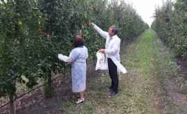 Ce caută inspectorii ANSA în livezile cu mere