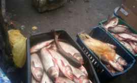Проверки в точках продажи живой рыбы