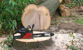 35 de copaci de salcîm furați de tăietori de lemne clandestini