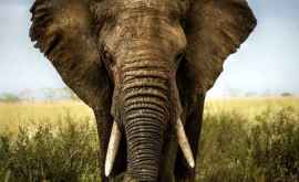 Разъяренный слон напал на туристов на ШриЛанке ВИДЕО