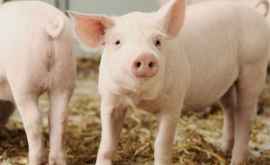 Mii de porci vor fi sacrificați la cea mai mare ferma din România