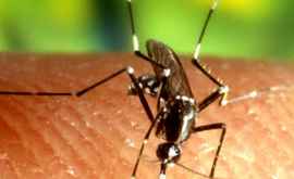 Europa este amenințată de o epidemie cu virus Zika din cauza valului de căldură