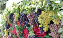 В Чимишлии проходит VI Национальный фестиваль винограда
