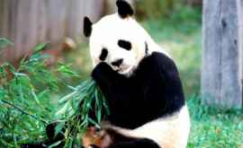 Un urs panda a devenit vedeta grădinii zoologice din Viena