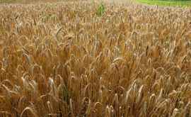 A fost decodificat materialul genetic al grîului