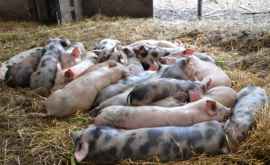 Două cazuri de pestă porcină depistate în sudul țării