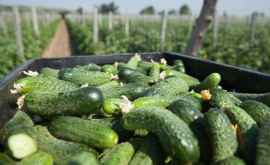 Аграриям Молдовы предлагают заняться контрактным овощеводством