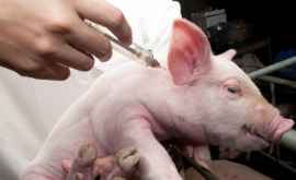 ФАО провел экстренное заседание в связи с чумой свиней