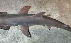 Обнаружена первая всеядная акула