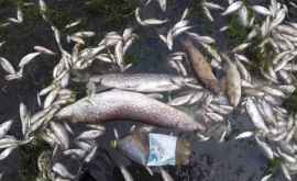 Из Украины идет экологическая катастрофа в Днестре тоннами мрёт рыба
