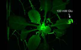 Биологи обнаружили у растений аналог нервной системы