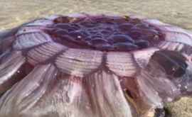 В Новой Зеландии обнаружена гигантская медузамутант