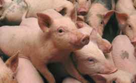 В случае выявления чумы свиней люди выращивающие их получат компенсации