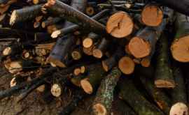 Moldovenii se pregătesc deja de iarnă cît costă un metru ster de lemne