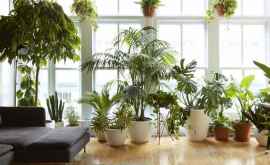 Комнатные растения способствующие спокойному сну