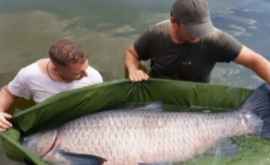 Рыбак в Румынии поймал гигантского карпа ВИДЕО