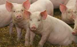 În ce localități din țară vor fi sacrificați toți porcii