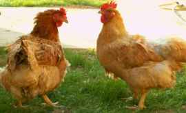 În Orhei a izbucnit o epidemie de holeră aviară