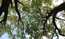 400летний дуб в Липканах