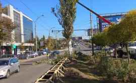 Началась вырубка деревьев на бульваре Гр Виеру