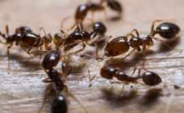 Как избавиться от муравьев Природные средства которые действуют немедленно
