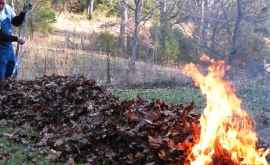 Какой вред наносит человеку и природе сжигание листьев