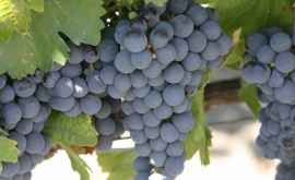 Плоды осени виноград Как покупать как хранить